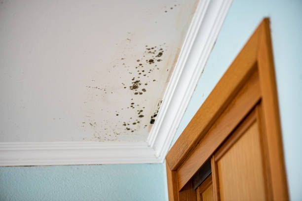 Best Mold Remediation Services  in Princeville, HI