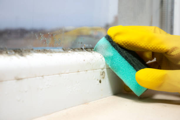 Mold Removal Process in Princeville, HI