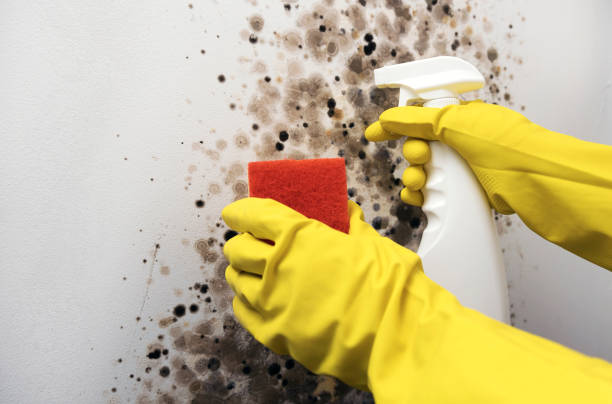 Best Mold Damage Repair  in Princeville, HI