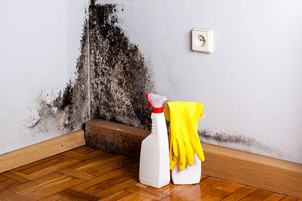 Best Mold Remediation  in Princeville, HI