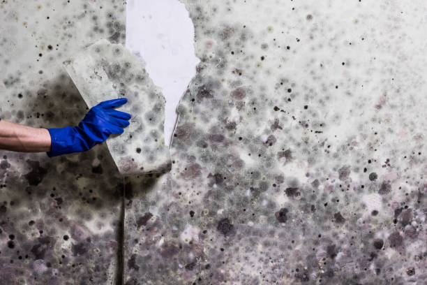 Best Mold Removal Process  in Princeville, HI
