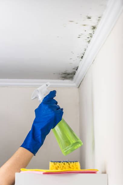 Best Affordable Mold Removal  in Princeville, HI