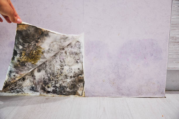 Best Local Mold Removal Service  in Princeville, HI